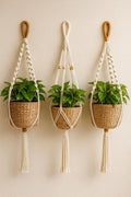 Suspension Plante